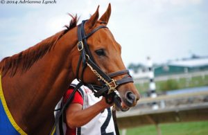 Thoroughbred Horse Racing
