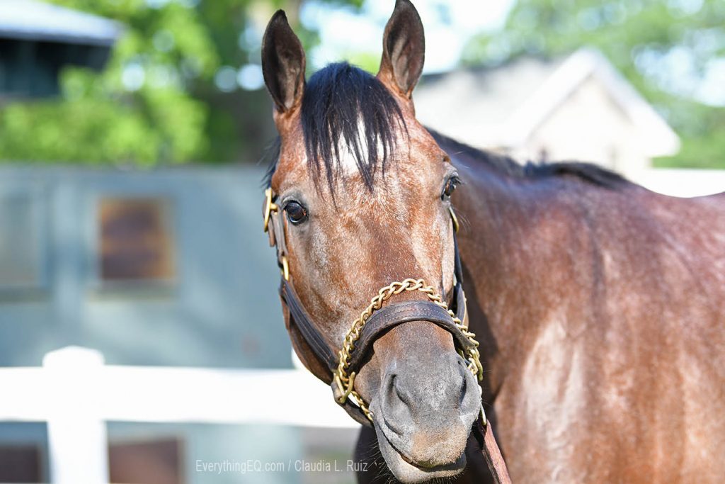Belmont Stakes horses