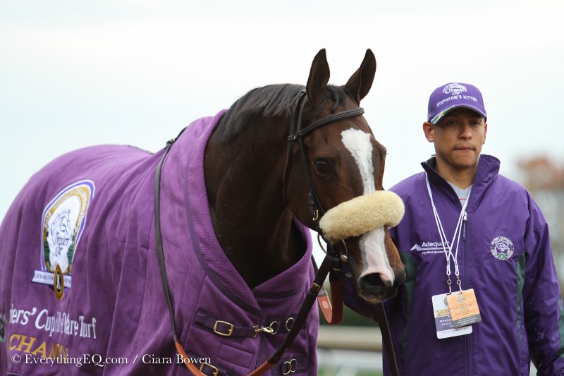 Stephanie's Kitten Breeders Cup