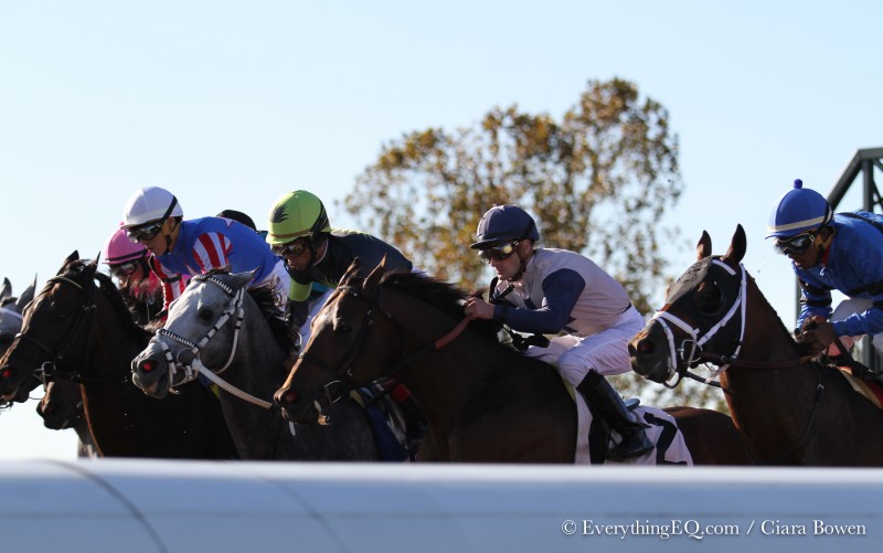 2015 Breeders' Cup horses