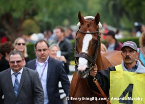 California Chrome horse