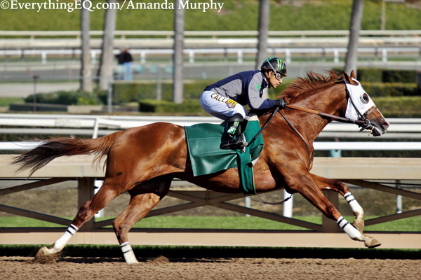 California Chrome Dubai World Cup Prep