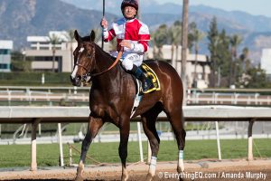 Songbird Las Virgenes