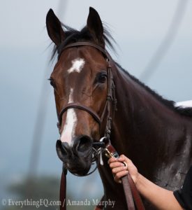 Songbird Santa Ysabel Stakes Win