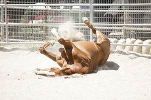 20160430_Heather_Pie-24EE