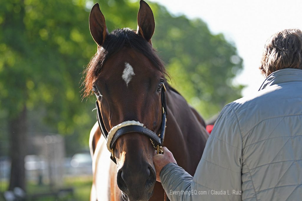 Hollywood Handsome horse