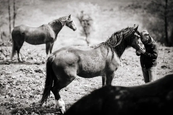 7 Horse Documentaries for Horse lovers.