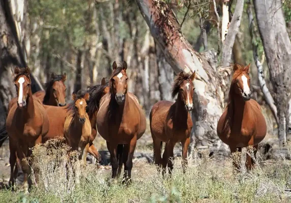 Australian wild brumby struggle to survive in Barmah Forest.
