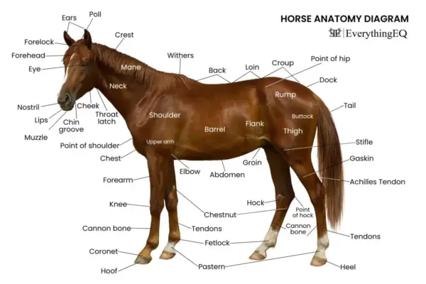 Horse Anatomy 101 - Horse Body Parts Diagram