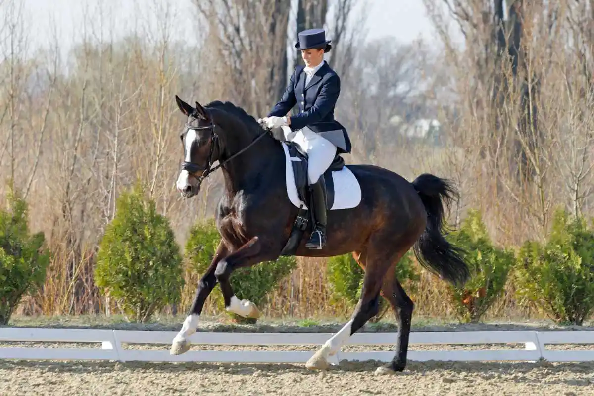 Warmblood Horses in Dressage
