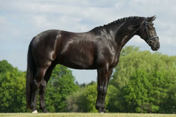 Warmblood Horses - The different warmblood horse breeds and their history